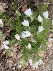 Help with plant ID, please