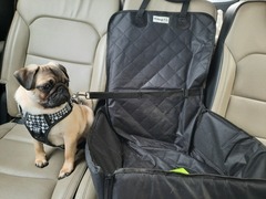 Puppy Survival Thread - April