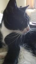 Cat chat thread the umpteenth - the Café is open all welcome