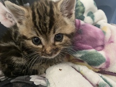 Orphaned Kitten