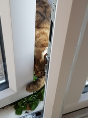 Thug cat part 3.  Unbidden guests are often welcomest when they are gone.