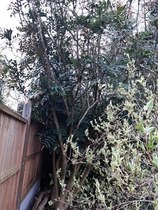 How do I rescue my Mahonia
