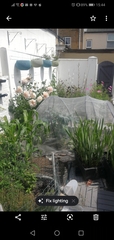 Help - what would you do with this garden