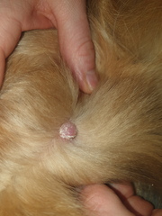 Has anyone seen this on their dog before?