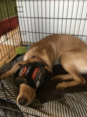 What does your dog do that makes you happy