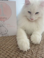 Most popular lockdown cat names (GoCompare)