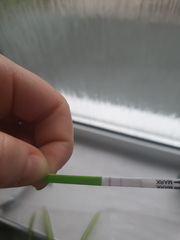 Positive opk?