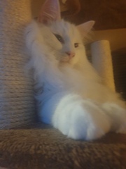Is this too much for an unregistered Maine Coon?