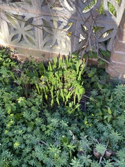 Plant/weed help!
