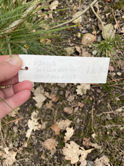 What is this tree?