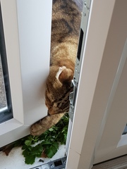 Thug cat part 3.  Unbidden guests are often welcomest when they are gone.