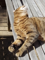 Thug cat part 3.  Unbidden guests are often welcomest when they are gone.
