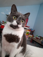 Feliway or feliway friends