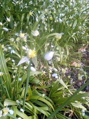 Is this wild garlic? PHOTO