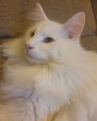 Is this too much for an unregistered Maine Coon?