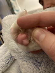 Strange cat paw