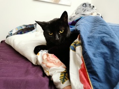 I love my cat so, so much!