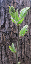 Plant id: what's this tree?