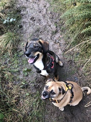 Do mutts exist any more?