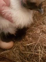 Anyone for a live chick hatching thread?