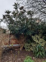 How do I rescue my Mahonia