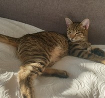 AIBU to insist he's a kitten?