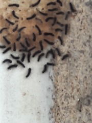 Can anyone identify these bugs? (pics)