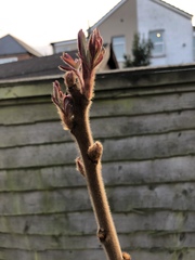 Got this stumpy tree in my garden- what is it?