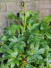 Plant help please!