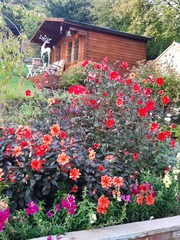Hardy Dahlias