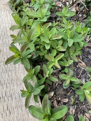 What is this growing in my flower bed ?