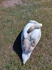 ADs drinking al fresco at The Sleeping Swans