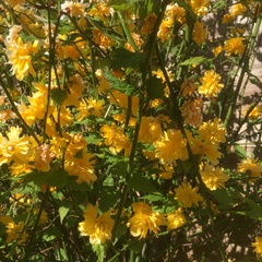 Plant id help please