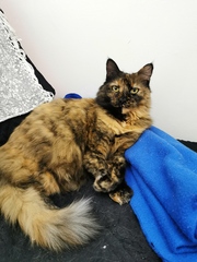 I love my cat so, so much!