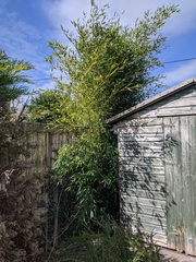 Bamboo identification please