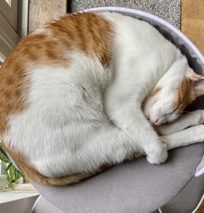Rescue cat and sleep!