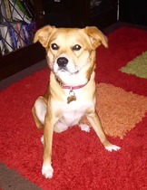 Do you have questions about your cat or dog’s health? Seresto Flea and Tick Control collar have called on the TV vet and animal expert, Rory Cowlam, to answer your questions - £200 voucher to be won