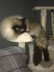 Let's see your sleeping cat pictures