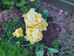 Gardening chat