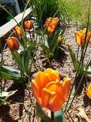 Week 2 - Leaving Lockdown Low Carb Bootcamp