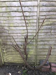 Got this stumpy tree in my garden- what is it?