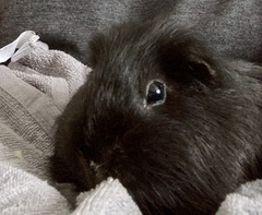 Tell me about your guinea pigs!