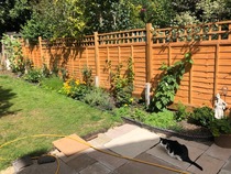 Lovely rambling/cottage garden pictures