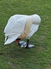 ADs drinking al fresco at The Sleeping Swans