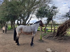 New pony day!