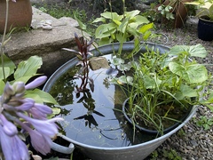 Mini pond in a pot