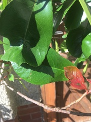 Sorry a plant (well, tree) ID one