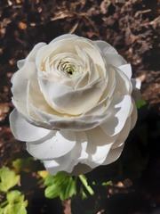 Week 2 - Leaving Lockdown Low Carb Bootcamp