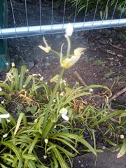 Is this wild garlic? PHOTO