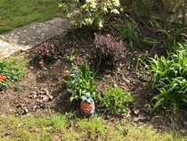 Tricky border and rubbish soil